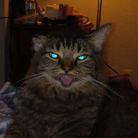 Possessed Muppet